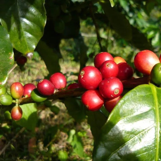 Cerrado